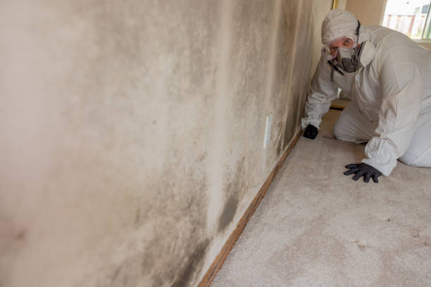 Loogootee, IN Mold Removal Company